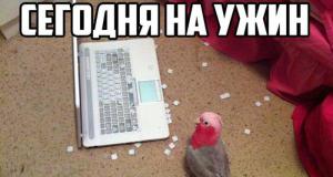 Прикольные картинки