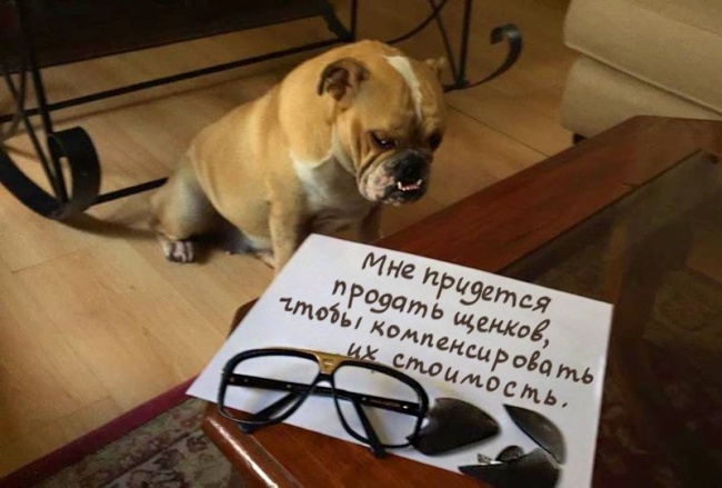 17 собак, которые больше так не будут. Наверное