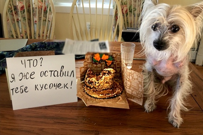 17 собак, которые больше так не будут. Наверное