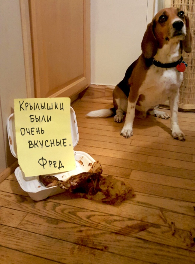 17 собак, которые больше так не будут. Наверное