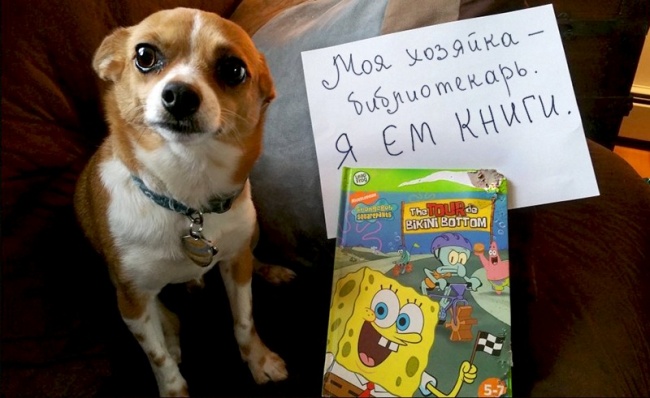 17 собак, которые больше так не будут. Наверное