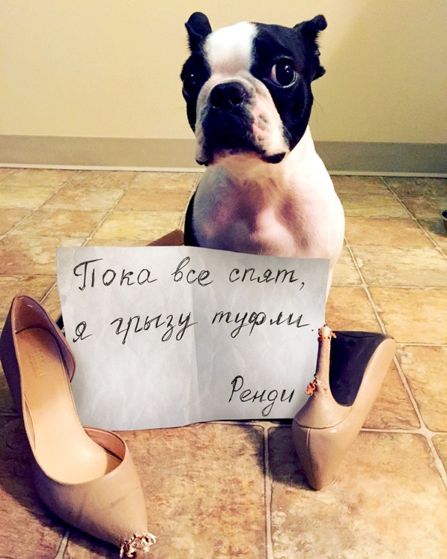 17 собак, которые больше так не будут. Наверное