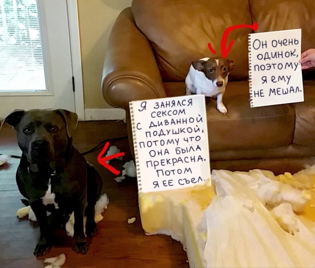 17 собак, которые больше так не будут. Наверное
