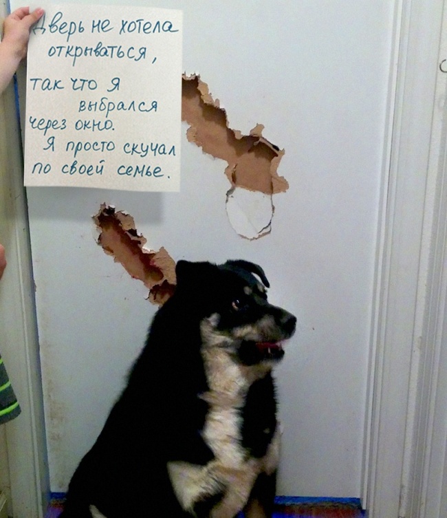 17 собак, которые больше так не будут. Наверное