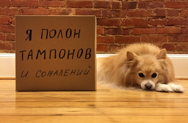 17 собак, которые больше так не будут. Наверное