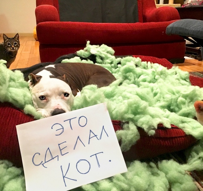 17 собак, которые больше так не будут. Наверное