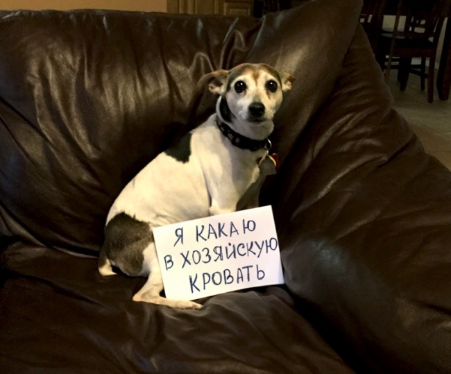 17 собак, которые больше так не будут. Наверное