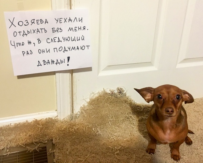 17 собак, которые больше так не будут. Наверное