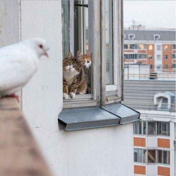 Прикольные картинки