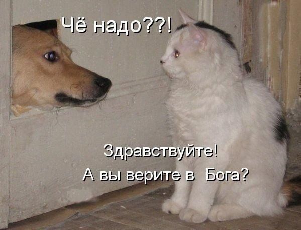 Прикольные картинки (63 фото)