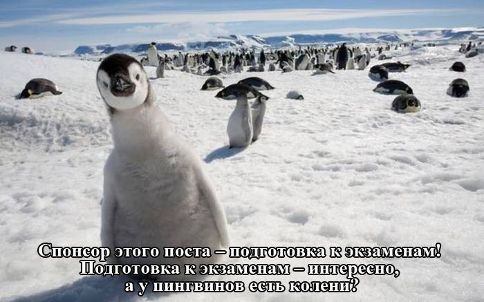 Порция картинок
