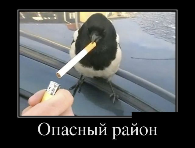 Демотиваторы
