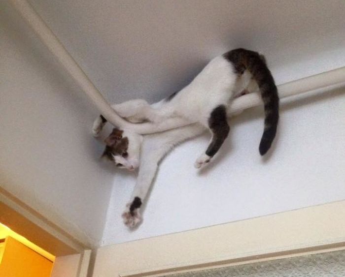 Странное поведение кошек