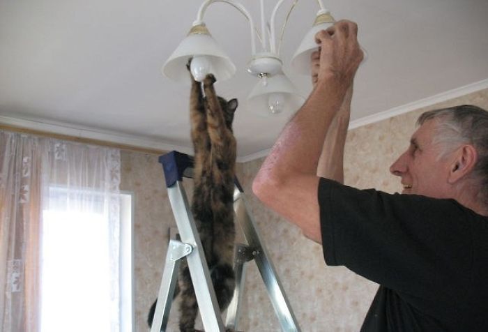 Странное поведение кошек