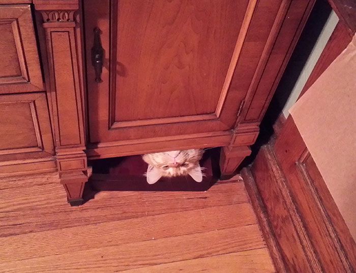 Странное поведение кошек