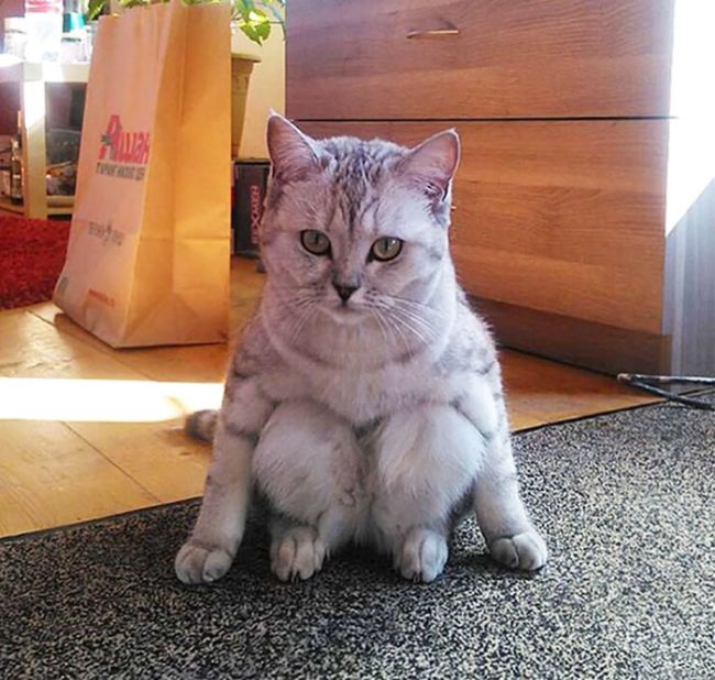 Странное поведение кошек