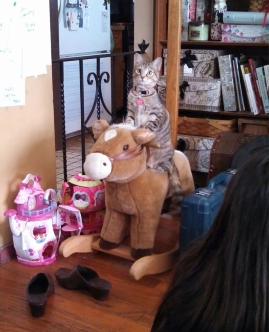 Странное поведение кошек