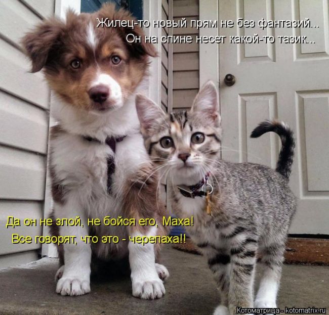 Лучшие котоматрицы недели