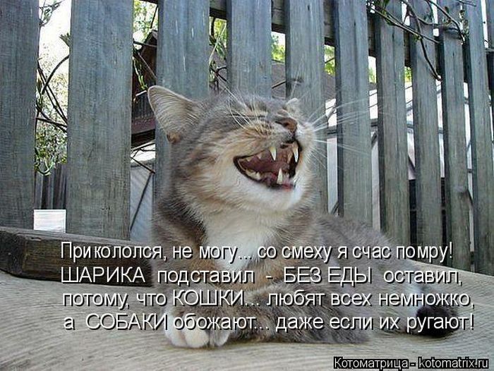 Лучшие котоматрицы недели
