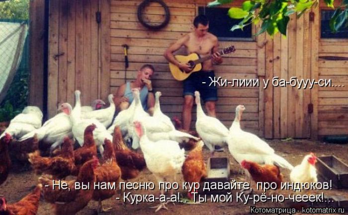 Лучшие котоматрицы недели