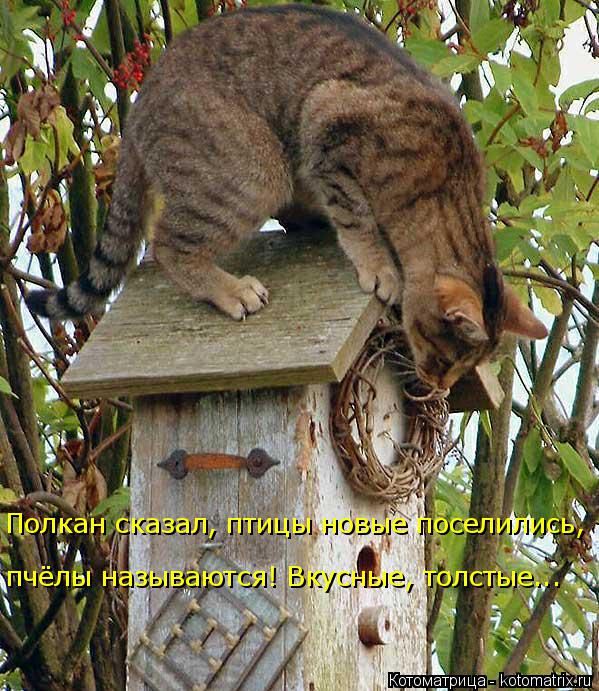 Лучшие котоматрицы недели