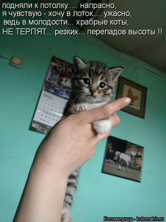 Лучшие котоматрицы недели