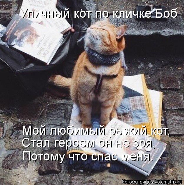 Лучшие котоматрицы недели