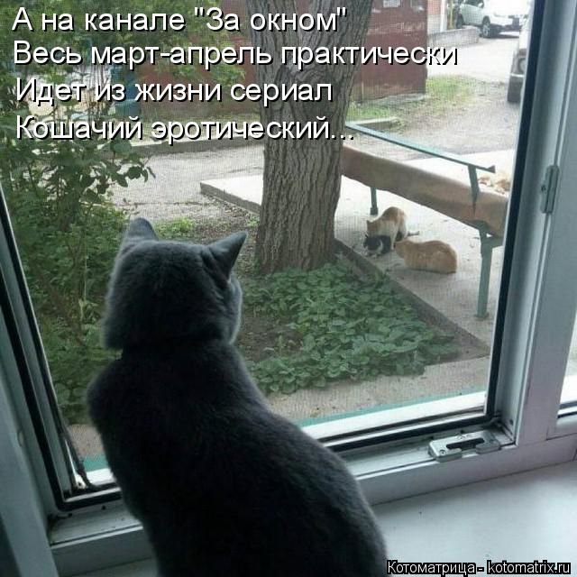 Лучшие котоматрицы недели
