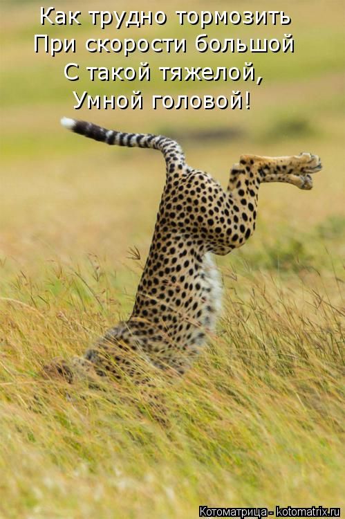 Лучшие котоматрицы недели