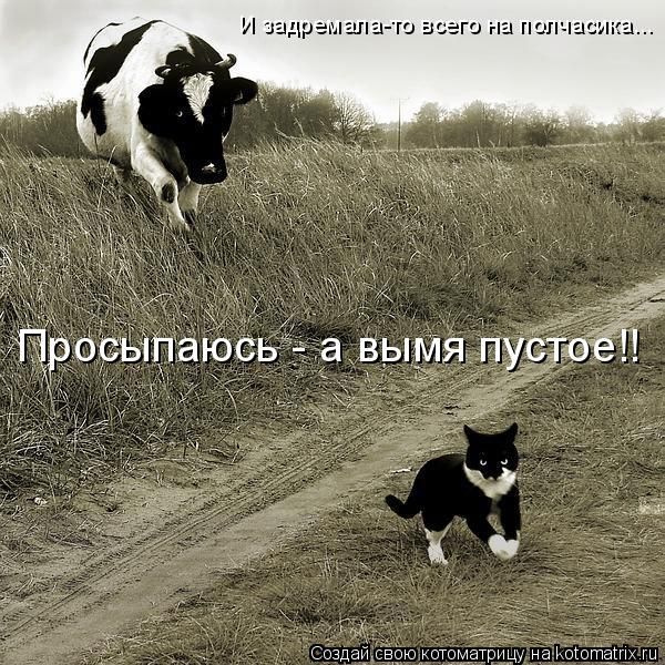 Лучшие котоматрицы недели