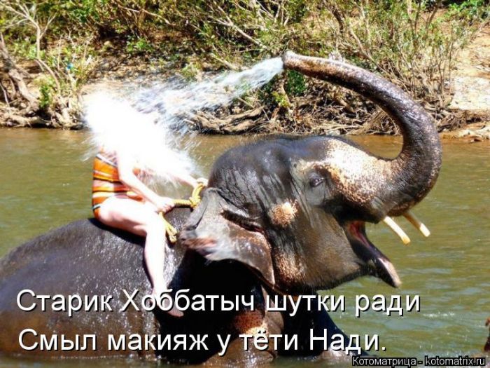 Лучшие котоматрицы недели