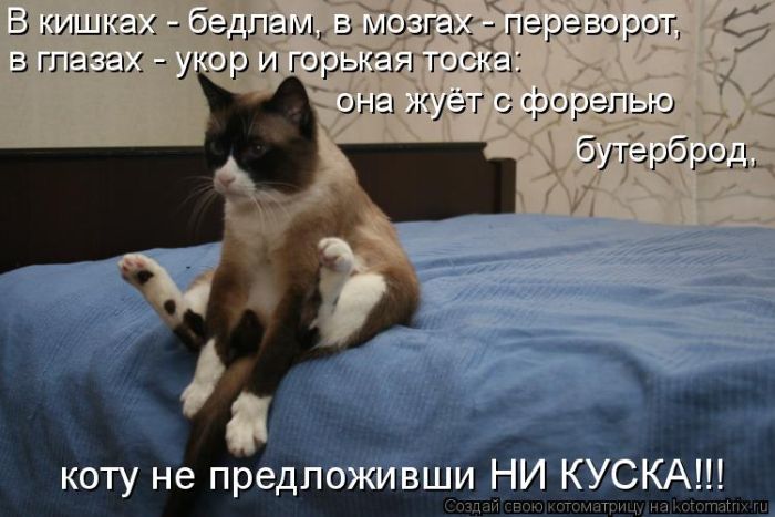 Лучшие котоматрицы недели