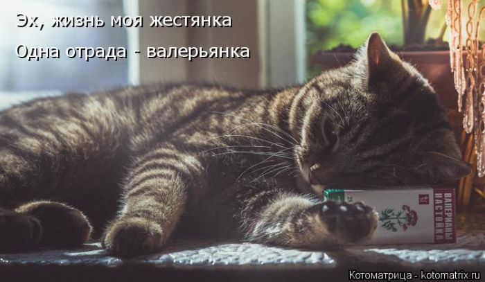 Лучшие котоматрицы недели
