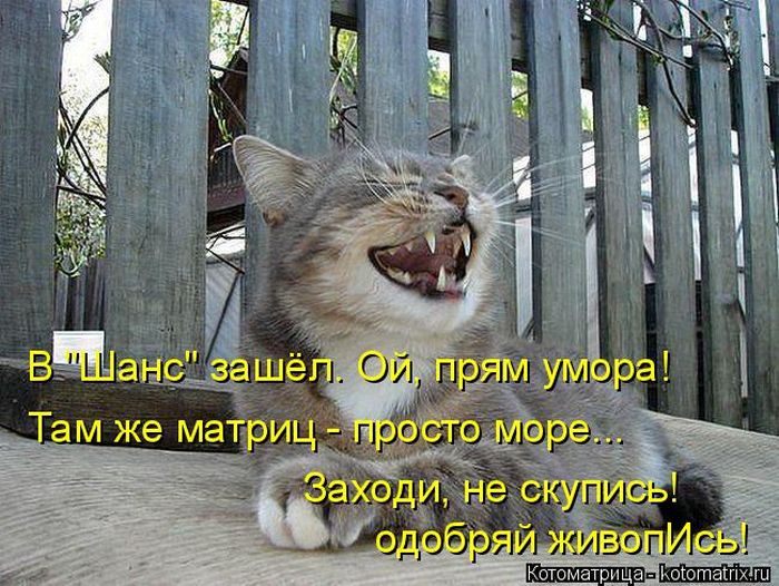Лучшие котоматрицы недели