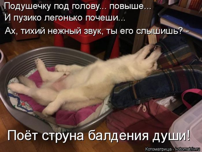 Лучшие котоматрицы недели