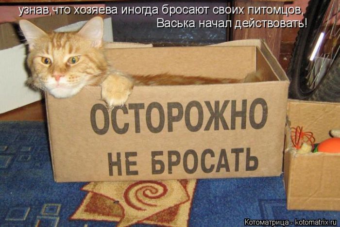 Лучшие котоматрицы недели