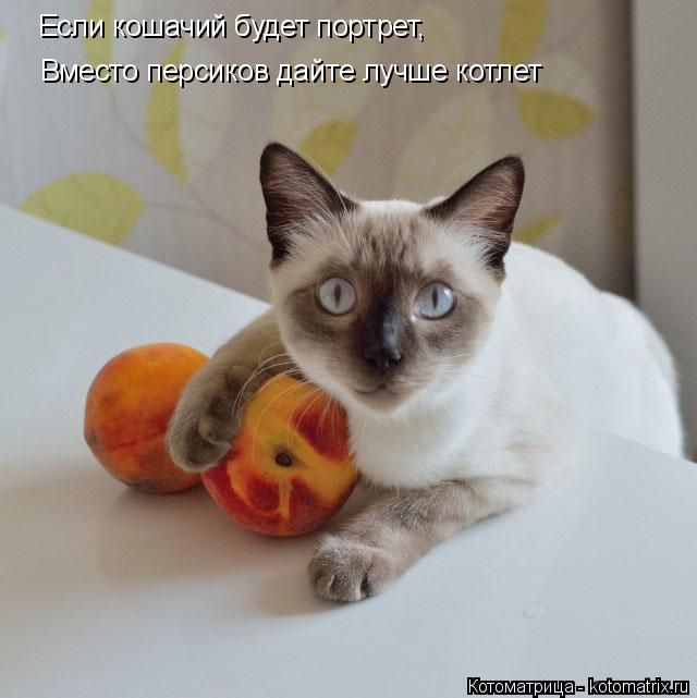 Лучшие котоматрицы недели
