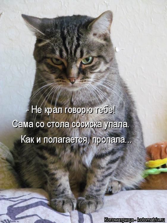 Лучшие котоматрицы недели