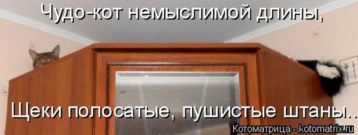 Лучшие котоматрицы недели