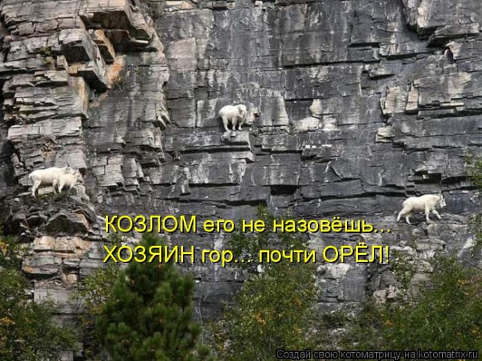 Лучшие котоматрицы недели