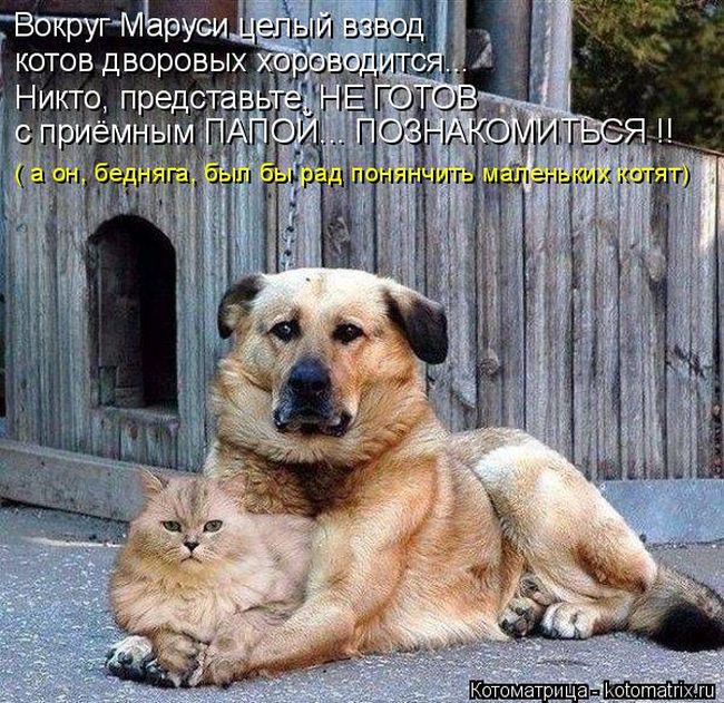 Лучшие котоматрицы недели