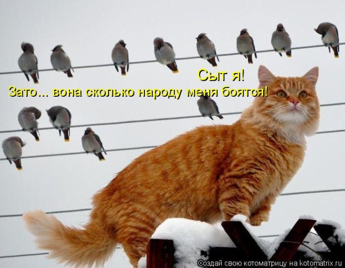 Лучшие котоматрицы недели