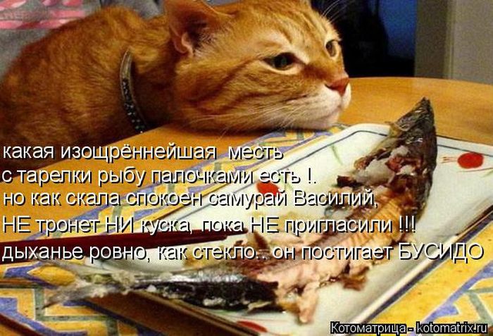 Лучшие котоматрицы недели