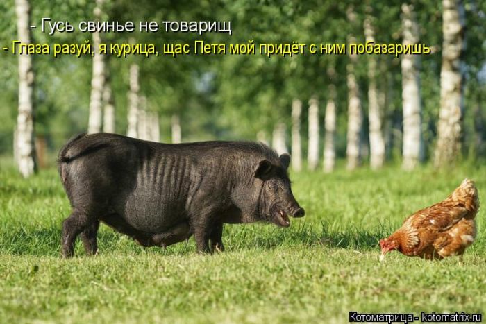 Лучшие котоматрицы недели