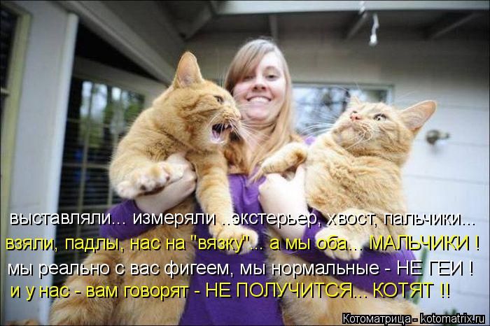 Лучшие котоматрицы недели