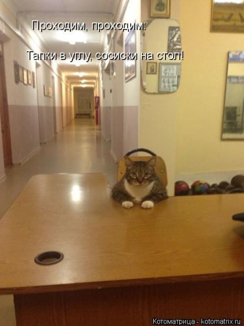 Лучшие котоматрицы недели
