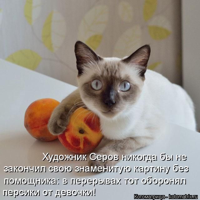 Лучшие котоматрицы недели