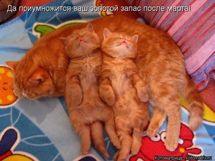 Лучшие котоматрицы недели
