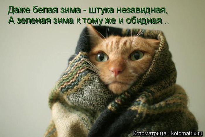 Лучшие котоматрицы недели