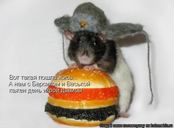 Лучшие котоматрицы недели